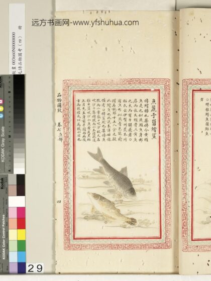毛诗品物图考（四）册 鱼丽于罶鲿鲨 2.jpg