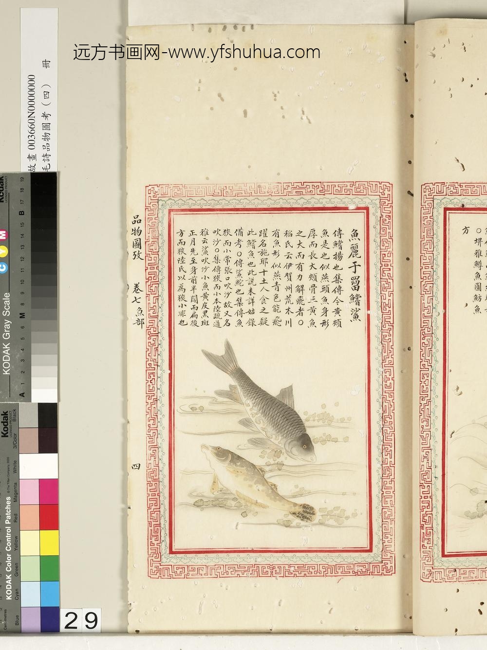 毛诗品物图考（四）册-鱼丽于罶鲿鲨-