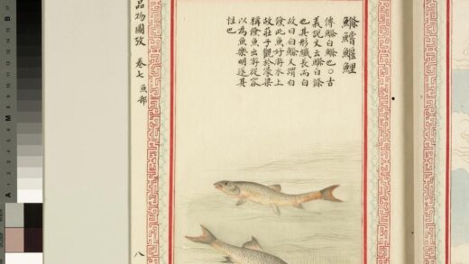 毛诗品物图考（四）册 鲦鲿鰋鲤 1.jpg