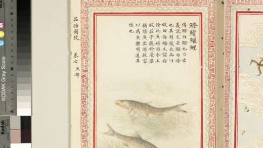 毛诗品物图考（四）册 鲦鲿鰋鲤 2.jpg