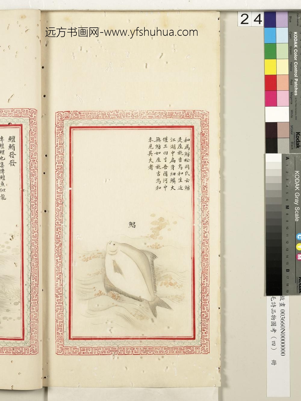 毛诗品物图考（四）册-鲳-