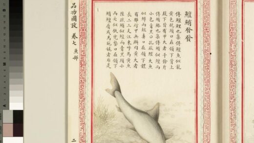 毛诗品物图考（四）册 鳣鲔发发 1.jpg