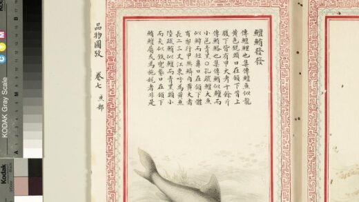 毛诗品物图考（四）册 鳣鲔发发 2.jpg