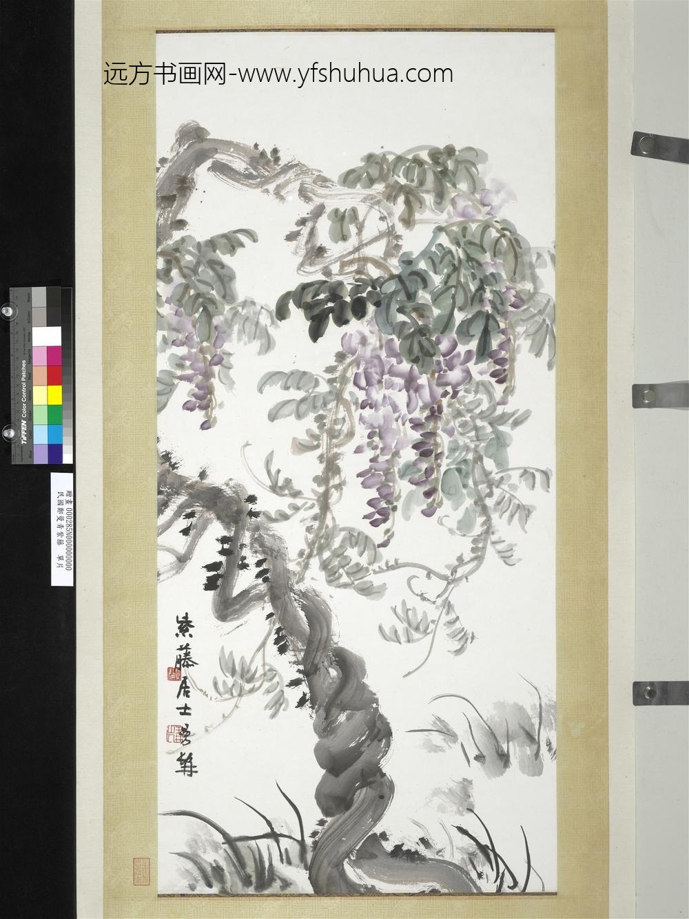 民国郑曼青紫藤单片