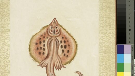 海怪图记册 怪鱼九.jpg