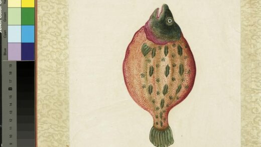 海怪图记册 怪鱼十六.jpg