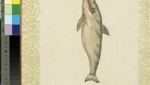 海怪图记册 怪鱼十四.jpg