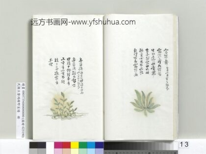 绘王盘野菜谱册 乌蓝担.jpg