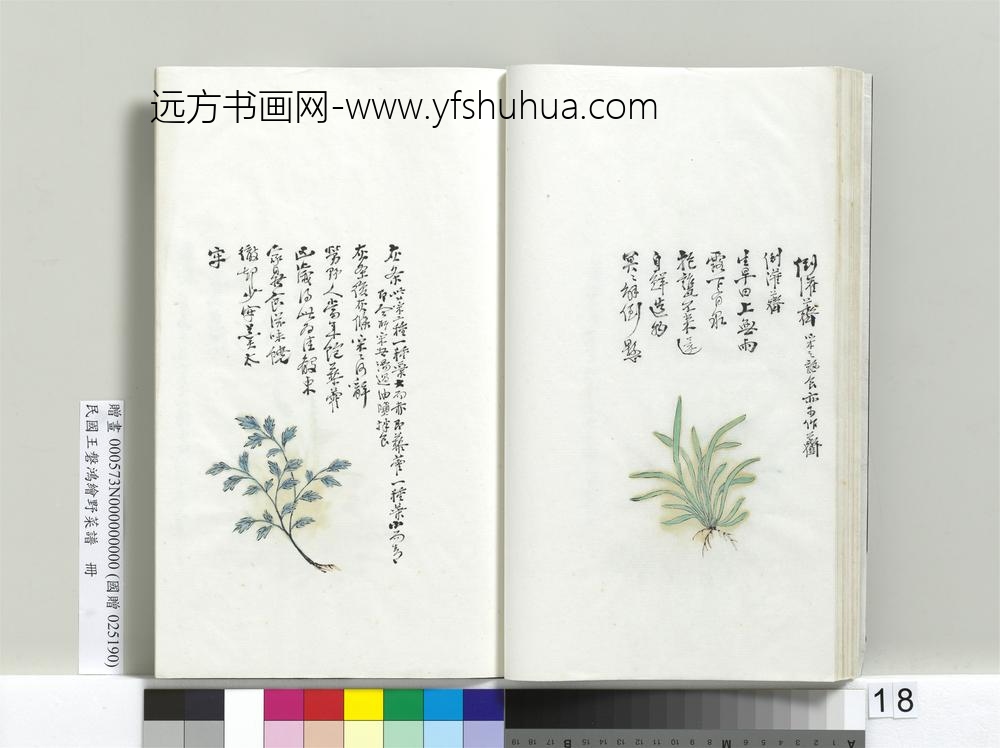 绘王盘野菜谱册-倒灌荠