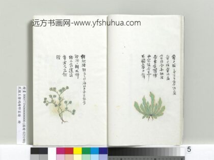 绘王盘野菜谱册 剪刀股.jpg