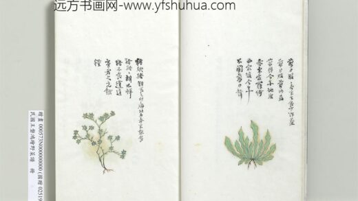绘王盘野菜谱册 剪刀股.jpg