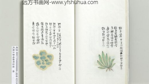 绘王盘野菜谱册 地踏菜.jpg