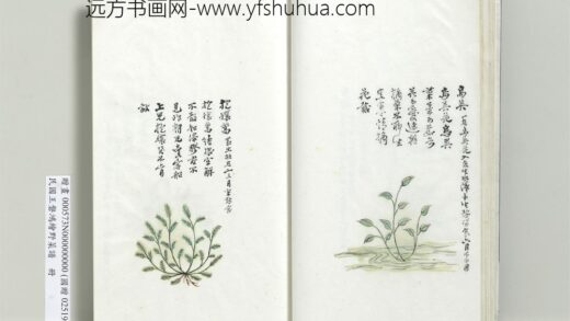 绘王盘野菜谱册 抱穰蒿.jpg