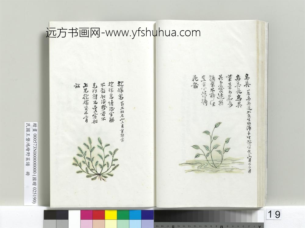 绘王盘野菜谱册-抱穰蒿