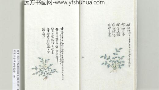 绘王盘野菜谱册 斜蒿.jpg