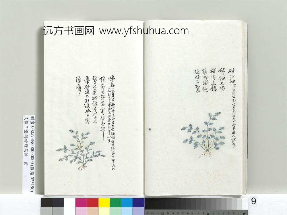 绘王盘野菜谱册-斜蒿