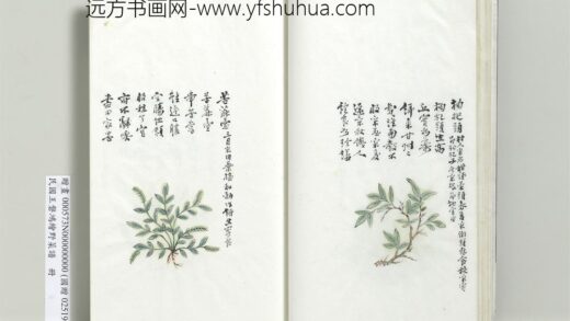 绘王盘野菜谱册 枸杞头.jpg