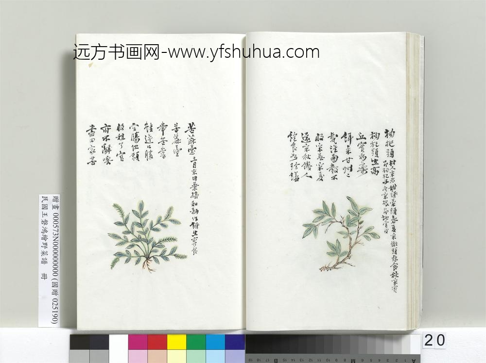 绘王盘野菜谱册-枸杞头