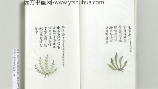 绘王盘野菜谱册 水马齿.jpg