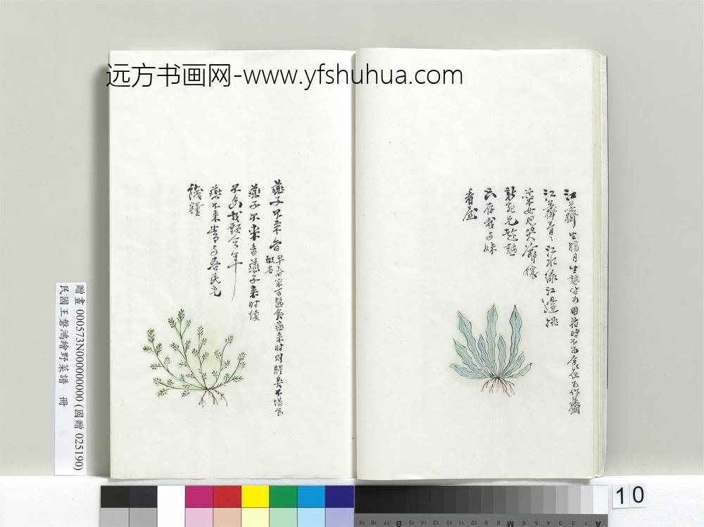 绘王盘野菜谱册-江荠