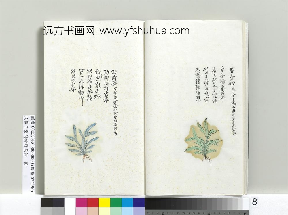 绘王盘野菜谱册-狗脚迹