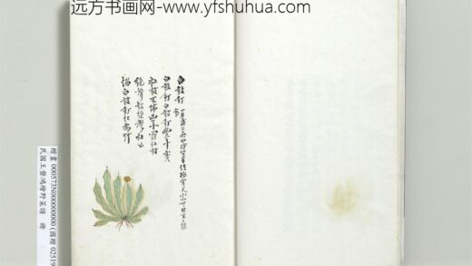 绘王盘野菜谱册 白鼓钉.jpg