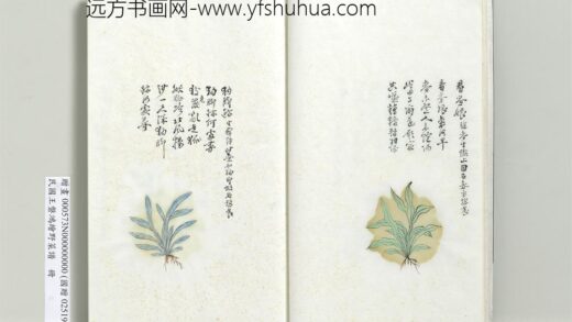 绘王盘野菜谱册 看麦娘.jpg