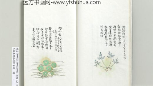 绘王盘野菜谱册 眼子菜.jpg