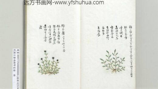 绘王盘野菜谱册 碎米荠.jpg