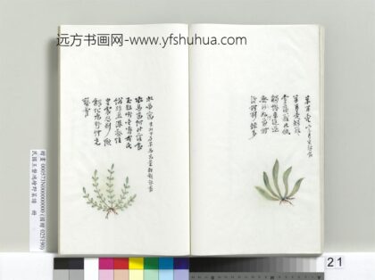 绘王盘野菜谱册 羊耳秃.jpg