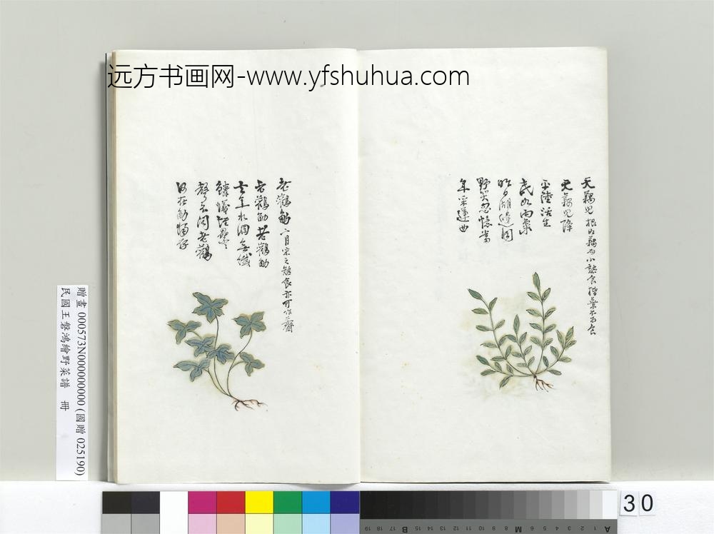 绘王盘野菜谱册-老鹳觔