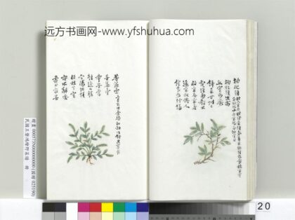 绘王盘野菜谱册 苦麻台.jpg