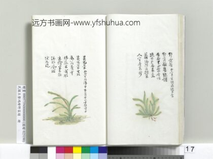 绘王盘野菜谱册 茭儿菜.jpg
