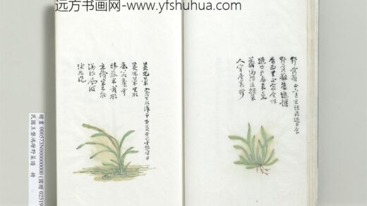 绘王盘野菜谱册 茭儿菜.jpg