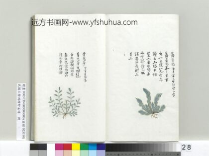 绘王盘野菜谱册 荠菜儿.jpg