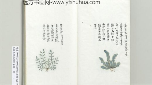 绘王盘野菜谱册 荠菜儿.jpg