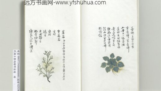 绘王盘野菜谱册 菱科.jpg