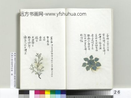 绘王盘野菜谱册 蒌蒿.jpg