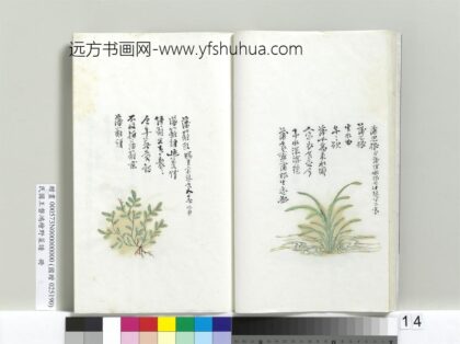 绘王盘野菜谱册 蒲儿根.jpg