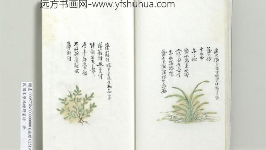 绘王盘野菜谱册 蒲儿根.jpg