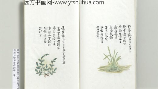 绘王盘野菜谱册 蒿柴荠.jpg