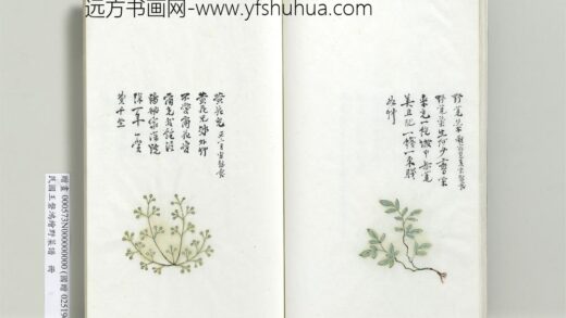 绘王盘野菜谱册 野苋菜.jpg