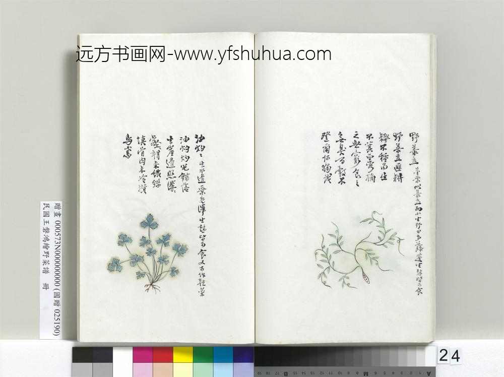 绘王盘野菜谱册-野菉豆