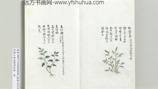 绘王盘野菜谱册 野萝卜.jpg