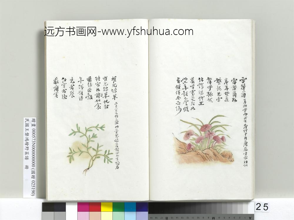 绘王盘野菜谱册-雀儿绵单