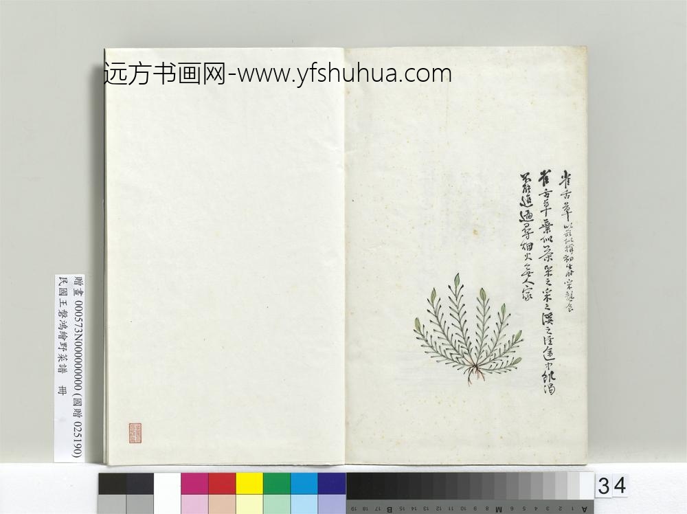 绘王盘野菜谱册-雀舌草