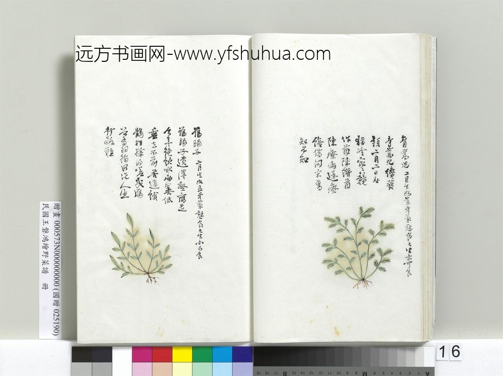 绘王盘野菜谱册-雁肠子