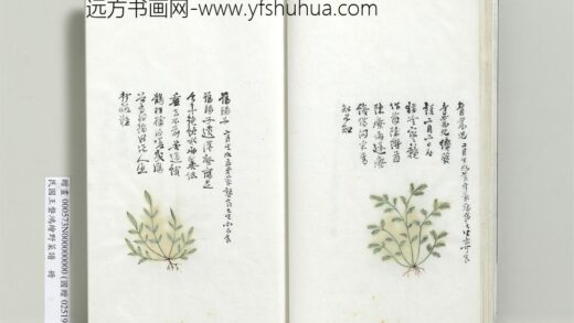 绘王盘野菜谱册 青蒿儿.jpg