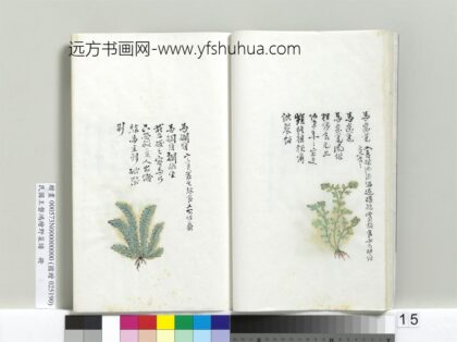 绘王盘野菜谱册 马齿苋.jpg