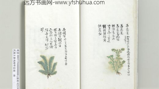 绘王盘野菜谱册 马齿苋.jpg
